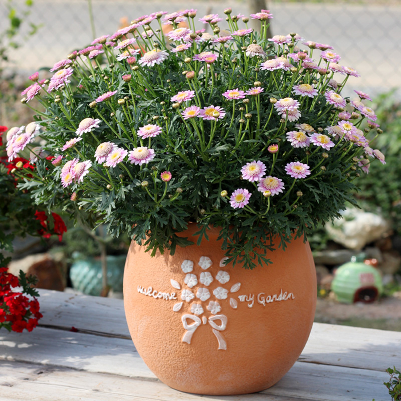 日韩红陶花盆陶土细质多肉老桩群生花盆微月花卉小绿植透气大花盆