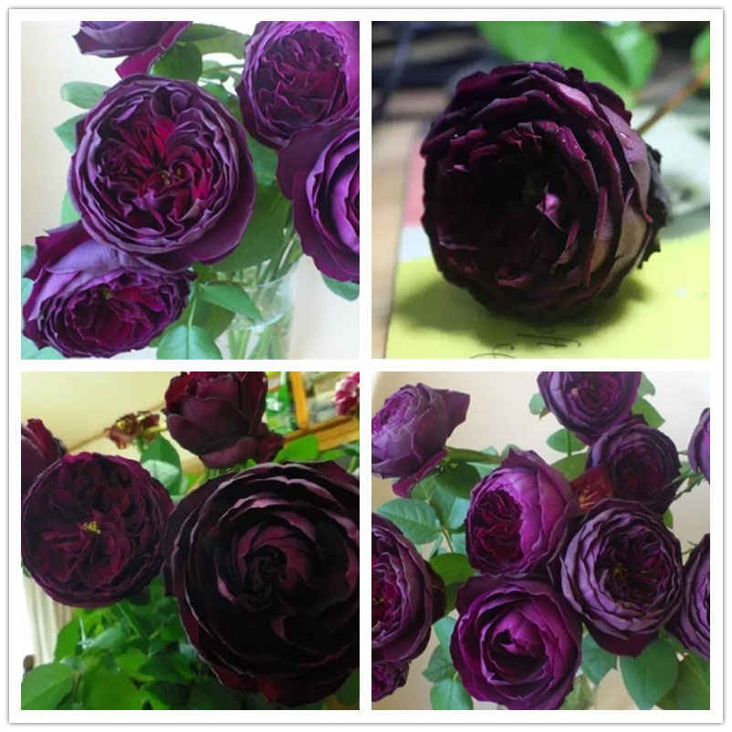 浩田花苑真品月季【皇宫】浓香月季花四季灌木庭院别墅对版小苗