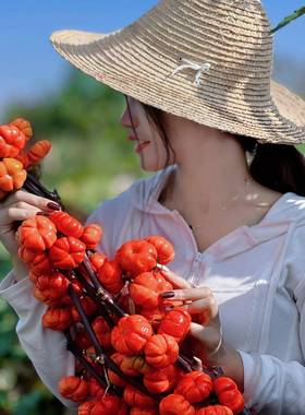 大南瓜云南地直发可水养FRH可干基花家居店铺办公室花材观赏做鲜