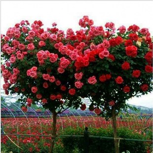 花苗 开花别墅庭院盆景树状月季 树桩月季 花苗植物玫瑰大花浓香四季