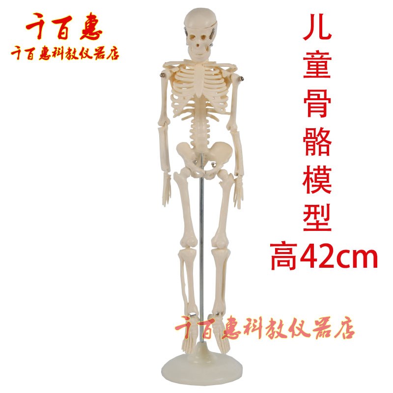 儿童骨骼模型人体骨骼模型42cm小学科学教具拼装生物模型教学仪器