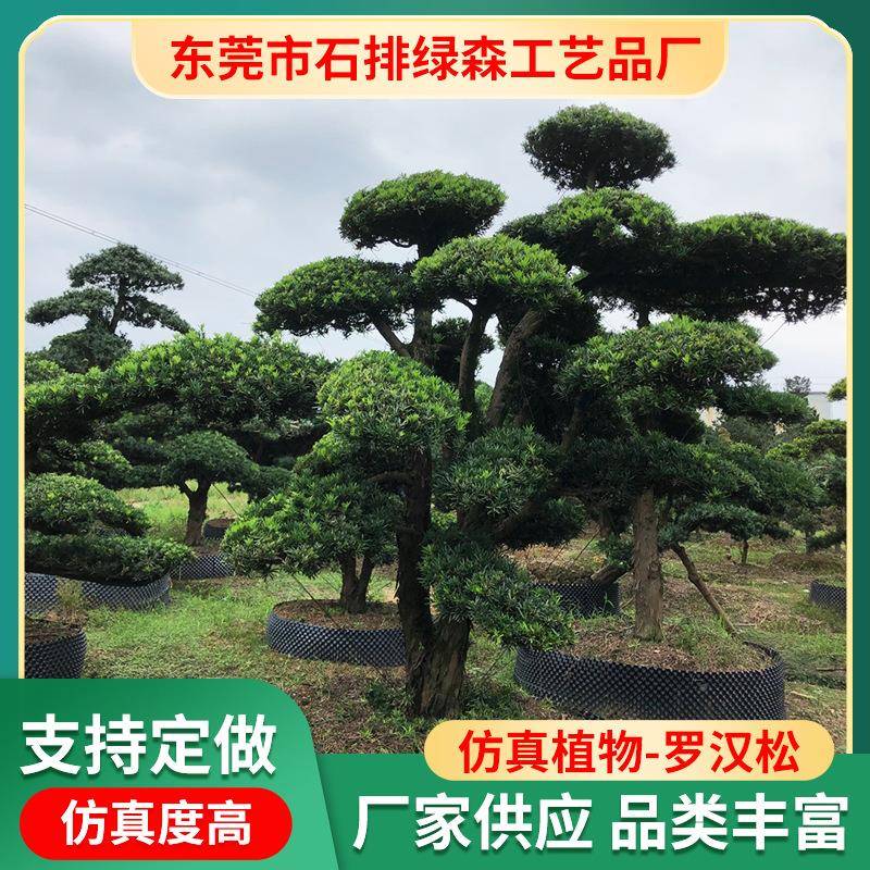 造罗汉松庭院墅风别景树司广场公门型面树特选精品301苗木基地