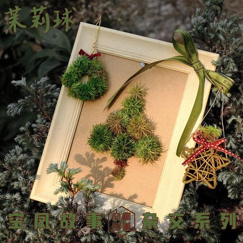 空凤故事空c气凤梨茉莉球(霸王 x 柳叶) x 彗星可爱桌面绿植