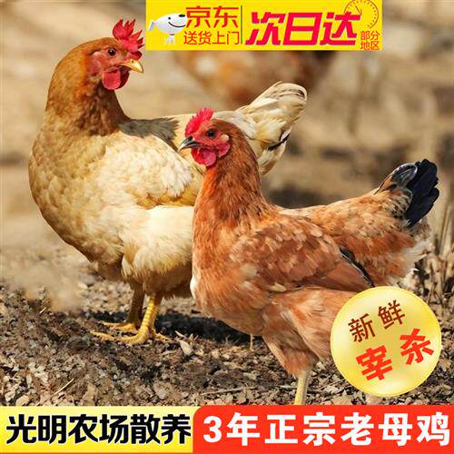 光明崇明农场散养3年老母鸡土鸡 走地鸡笨鸡整只新鲜现杀炖汤母鸡