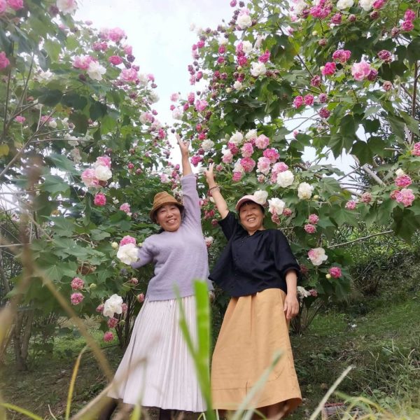 木芙蓉树苗庭院种植芙蓉花苗三醉芙蓉变色大树户外工程绿化拒霜花