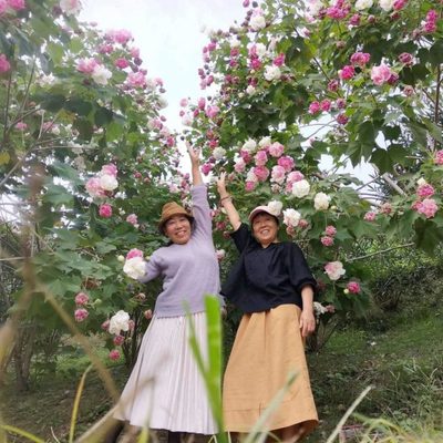 木芙蓉树苗庭院种植芙蓉花苗三醉芙蓉变色大树户外工程绿化拒霜花