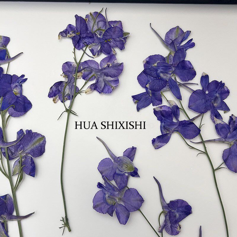 飞燕带枝 干花压花天然植物DIY台灯I手工相框 儿童手工材料贴画