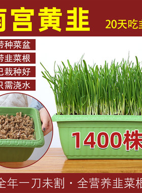 南宫特产黄韭盆栽带盆栽好现挖新韭菜根苗紫红阳台种菜花盆蔬菜籽