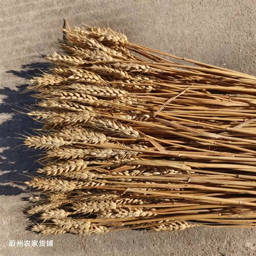 麦穗500g天然麦穗成熟小麦穗K仓鼠麦穗装饰摄影道具