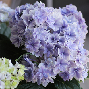 海蒂 花园绣球花苗夏洛特公主重瓣可调色阳台庭院花卉植物盆栽苗