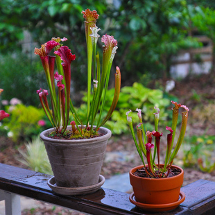 塔莎的花园瓶子草组合成株套装朱迪思白海角食虫植物盆栽花园绿植