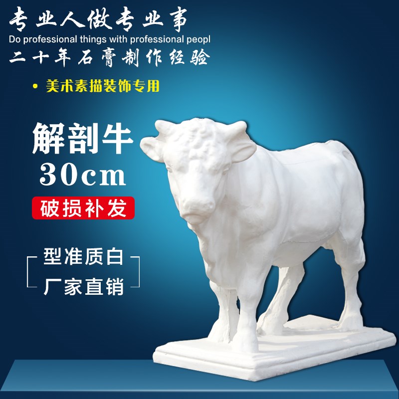 牛石膏像动物全身解剖牛头v像画室装饰雕塑美术用品素描写生教具