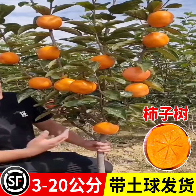 柿子苗特大果树果苗南北方庭院种植火晶无核磨盘脆甜柿子树苗带土