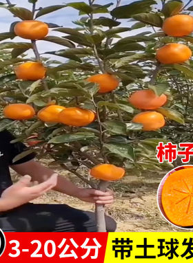 柿子苗特大果树果苗南北方庭院种植火晶无核磨盘脆甜柿子树苗带土