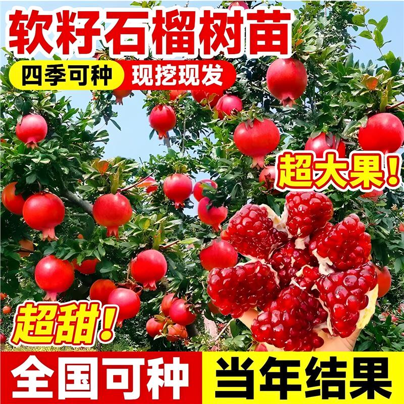 特大石榴树树苗庭院果树突尼斯软籽无籽甜盆栽地栽老桩石榴果树苗