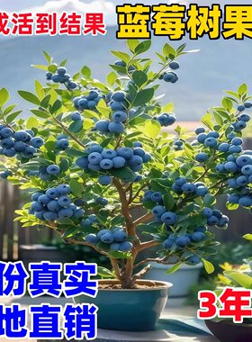 蓝莓树果苗盆栽特大号南北方种植f6花香l25蓝莓苗蓝梅树树苗阳台