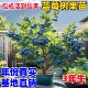 蓝莓树果苗盆栽特大号南北方种植f6花香l25蓝莓苗蓝梅树树苗阳台