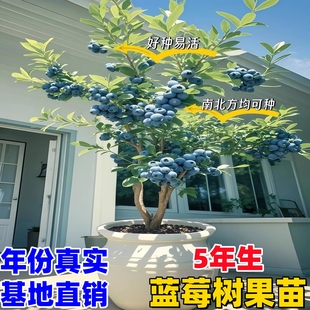 蓝莓树果苗l25盆栽特大号f6蓝莓苗南方北方种植奥尼尔 蓝梅树树苗