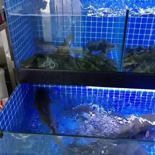 海鲜池商用制冷机一体海鲜缸贝A类池超市酒店饭店专用海鲜鱼缸定