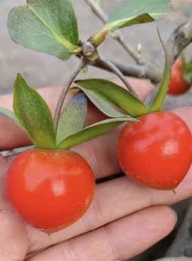 老鸦柿盆景素材绿植