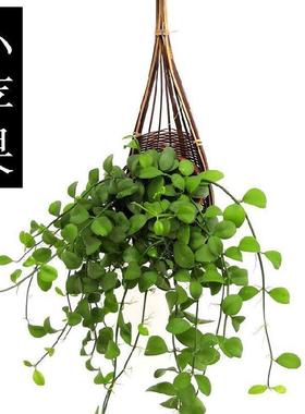 外K77649吊花高盆景悬挂w吊蓝花植兰室物真花适合客端厅摆放的绿