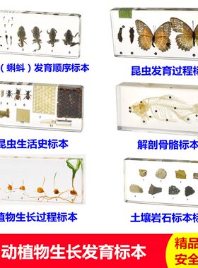 幼儿园小学教学标本真实小动物昆虫发育标本蝌蚪菜粉蝶植物生长