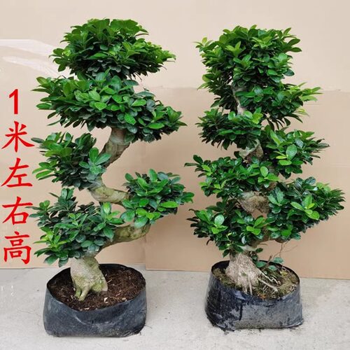 小叶榕树盆栽S造型四季常