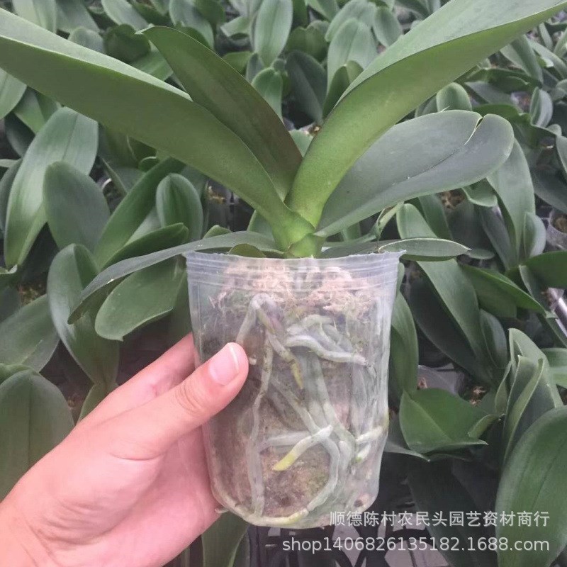 透明育苗杯蝴蝶兰多肉兰花透明盆营养袋育苗杯营养钵塑料花盆