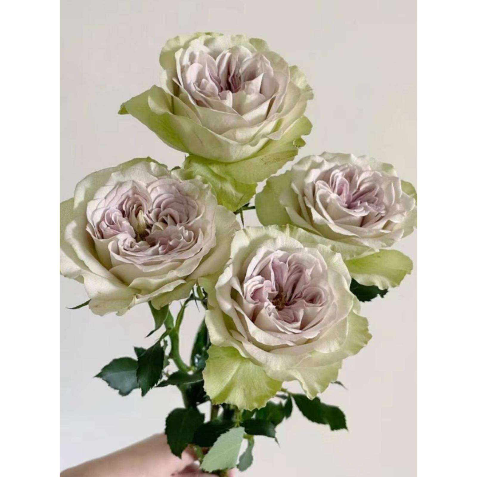 稀有瑰花巴黎圣母院云南玫昆斗明鲜南市场花基地直发家901用插花