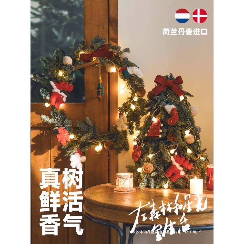 24荷兰进口新鲜诺用贝松圣诞树树小型家桌面迷装饰摆件2你02真5新