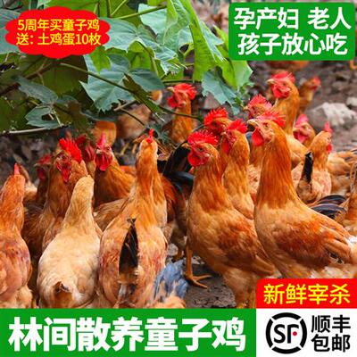 童子鸡农家散养土鸡未打鸣小公鸡跑山鸡走地鸡新鲜现杀仔公鸡整祇