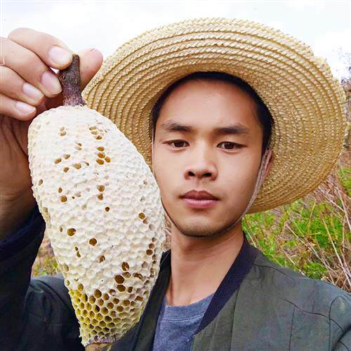 正宗云南小挂蜜纯正天然采野生百花小草蜂排蜜蜂巢嚼着吃非土蜂蜜