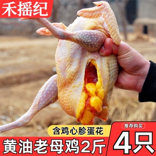 2年黄油老母鸡走地鸡淘汰蛋鸡土鸡农家散养新鲜现杀炖汤商用批发