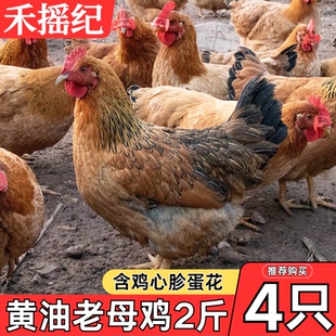 2年黄油老母鸡土鸡走地鸡淘汰蛋鸡新鲜现杀农家散养炖汤商用批发