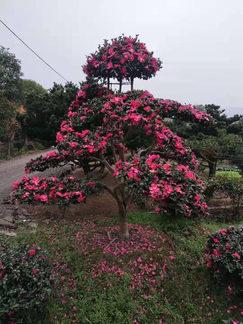 造型茶梅红花继木常绿冬花3个月