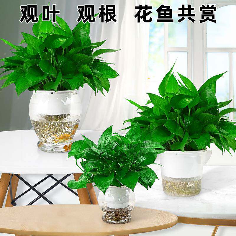 水培室绿萝内植物无土纯水客厅水植养绿盆栽吸除醛绿箩甲好养