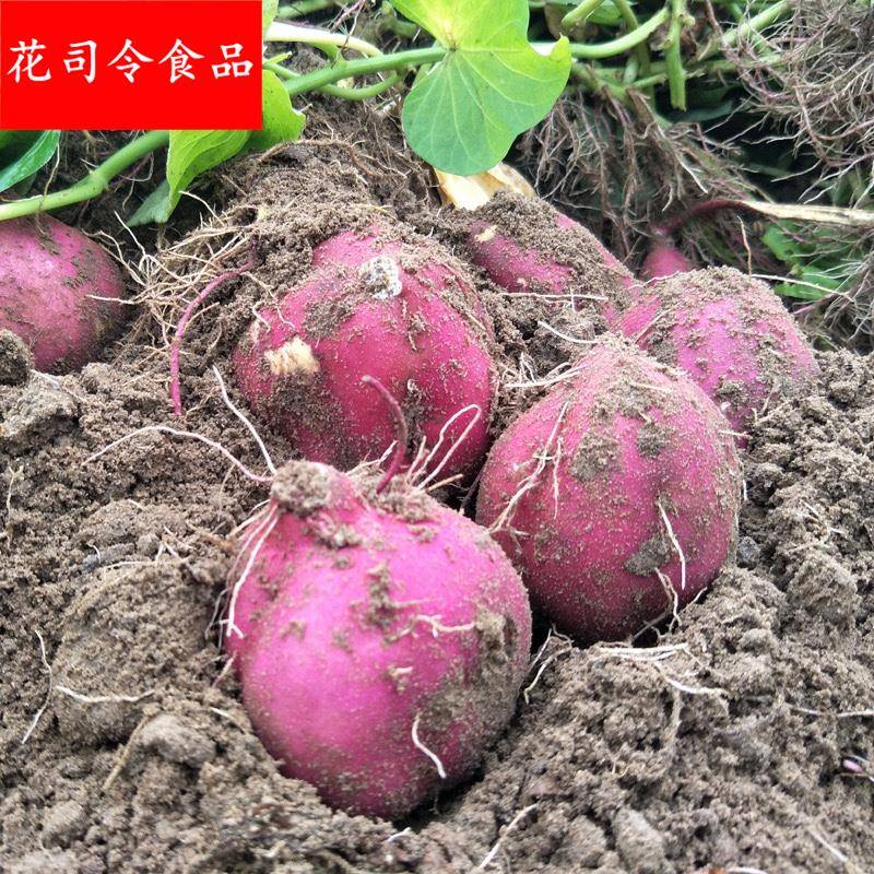 海南澄迈桥头富硒地瓜黄心鸡蛋黄板栗粉糯甜番薯蒸烤红薯地瓜新鲜