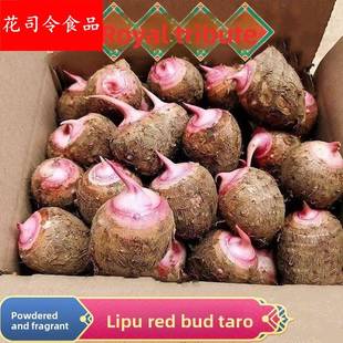 荔浦红芽芋小芋仔毛芋头小香芋牛奶芋仔农家蔬菜早餐粗粮粉糯香甜