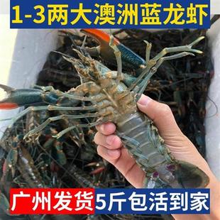 5斤装澳洲小龙虾鲜活蓝龙虾淡水养殖1-3两超大特大活龙虾顺丰包邮