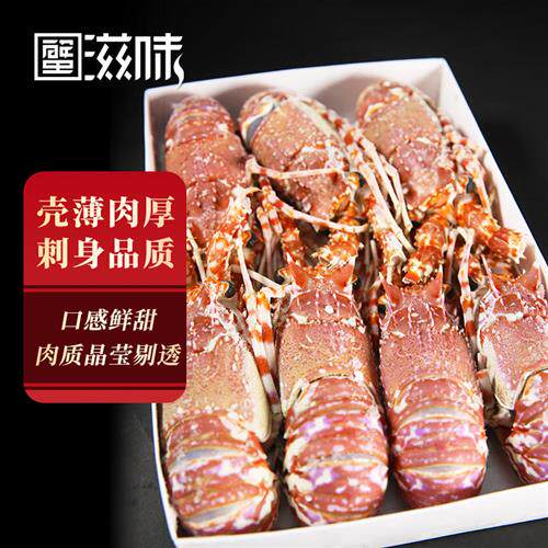 莫桑比克玫瑰龙 可生食1.5kg/盒 日料刺身冷冻海鲜非大红龙虾鳌虾