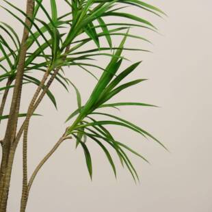 仿真龙兰剑麻001龙盆栽热舌带植物商场装饰摆件龙血绿树植造景观