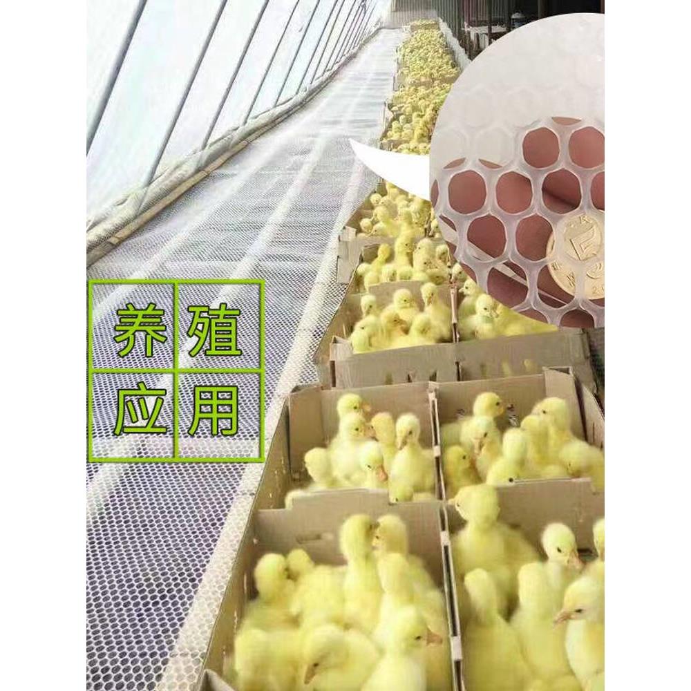 特厚塑料网格育雏网养殖垫网胶网家禽漏粪网防掉网养殖网整卷