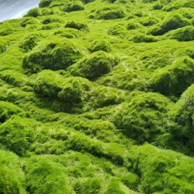 永生藓绿苔草假苔摆件UVU园林造景藓装饰皮墙人造苔草坪