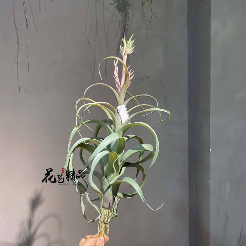 开花空气草仿真花凤梨松萝铁兰垂吊软装造景绿植壁挂绢花多肉单只
