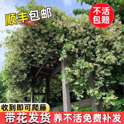 风车茉莉爬藤植物懒好养垂丝络石藤耐寒花卉室内阳台盆栽四季开花