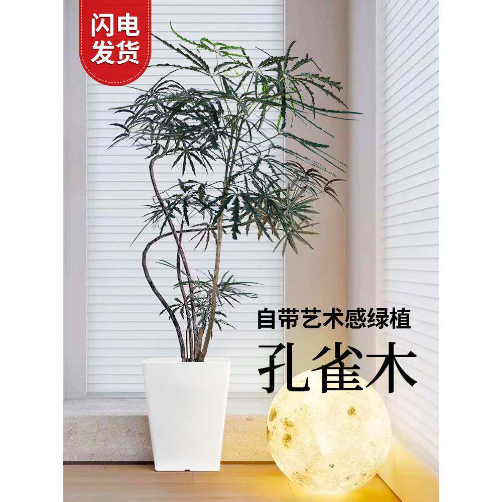 孔雀木绿植盆栽内大型摆件落景地大真号植158物树客室厅好养盆花