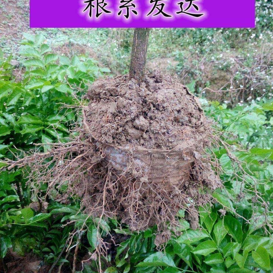 包邮1袋万个可降提VXD解无纺布育苗营养袋成活率不撕袋免高脱袋姗