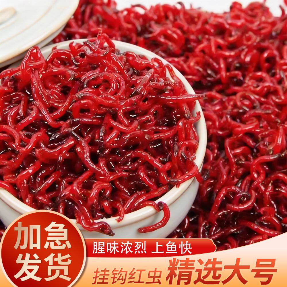 鲜活红虫活饵大号挂钩公虫批发鱼饵料喂鱼活饵红虫活体红虫新鲜