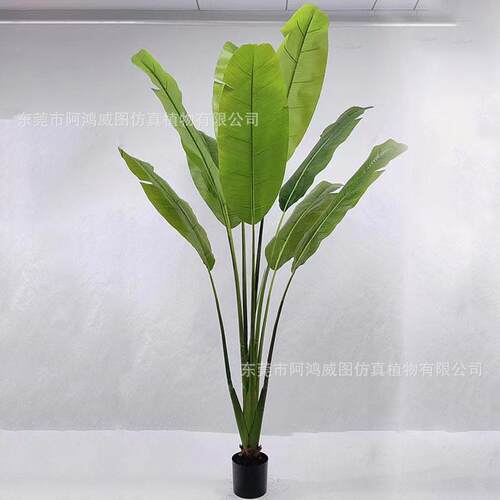 大摄型真芭蕉树栽仿东南亚餐厅装饰孔雀开屏芭蕉扇形芭蕉树盆影道