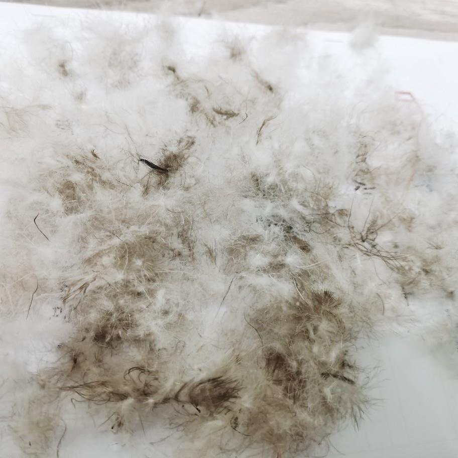 20洗1标190灰国标90灰鸭填绒水羽绒蓬松大朵90灰绒充原料